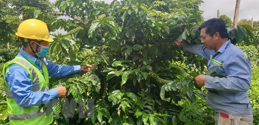 Vùng nguyên liệu cà phê của Công ty TNHH Vĩnh Hiệp, tỉnh Gia Lai được chăm sóc theo chuẩn Organic cho năng suất cao. 